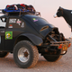Big Bovine of the Desert, little Beetle. Photo credit: Stef Schrader